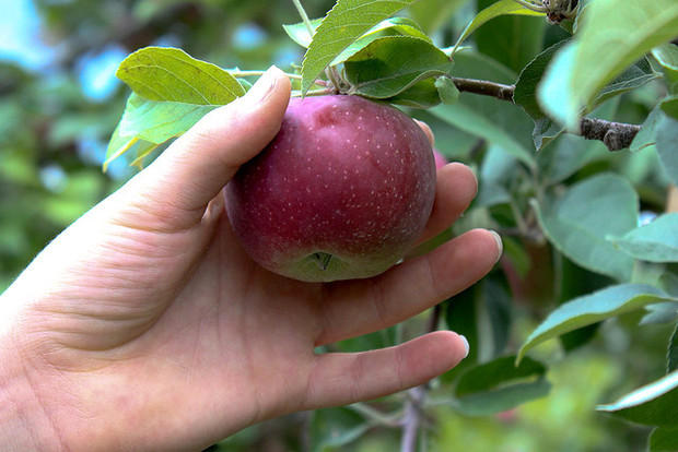Go outdoors and pick apples in the fall. Go outdoors and pick apples in the fall.