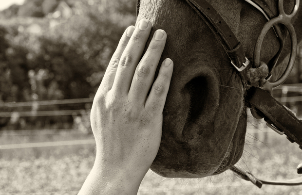 Hand on horse's nose Hand on horse's nose