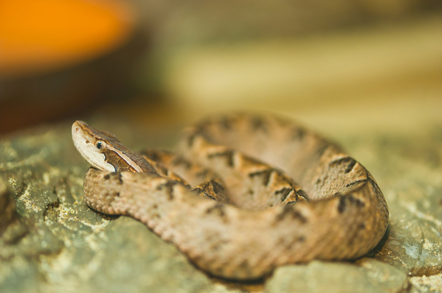 Malayan pit viper Malayan pit viper