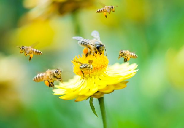 Bees pollinating a flower Bees pollinating a flower