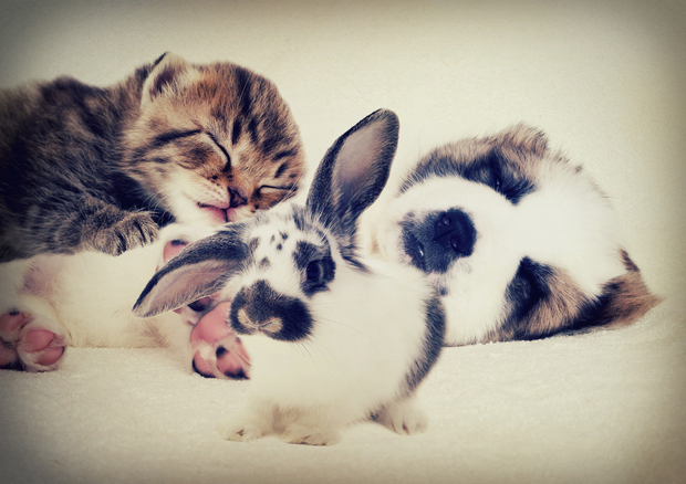 a dog, rabbit and kitten a dog, rabbit and kitten