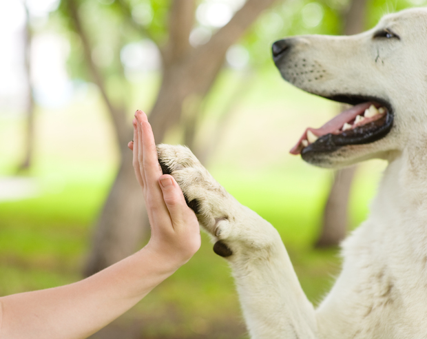 dog and person high five dog and person high five