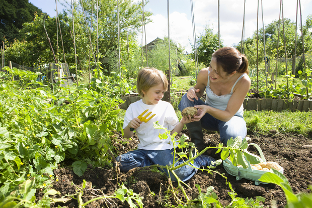 Community garden Community garden