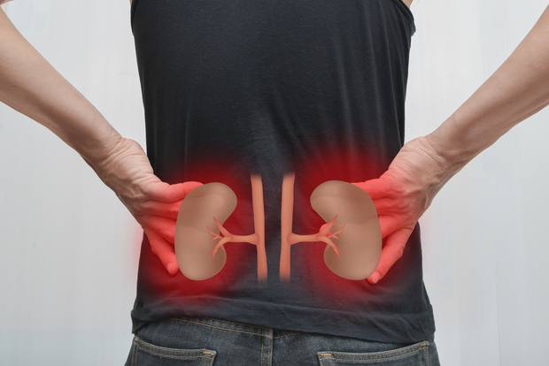 showing where the kidneys are on a body
