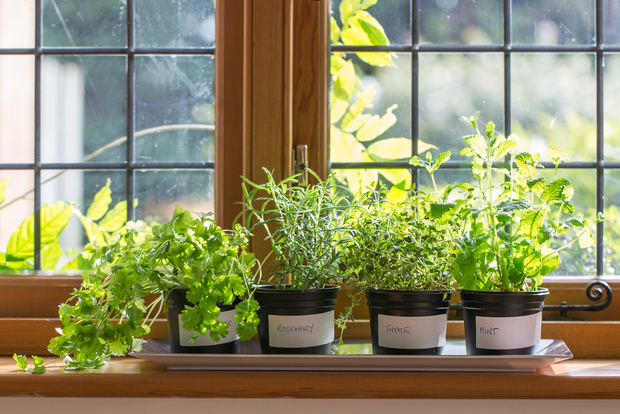 Herbs growing on a window sill Herbs growing on a window sill