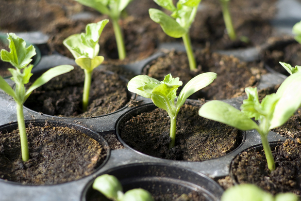 Organic vegetable seedlings Organic vegetable seedlings