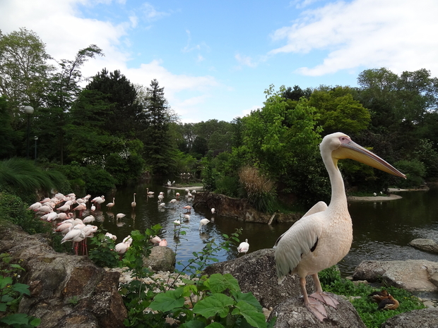 Pelicans in Parc de la Tete d'Or Lyon France Pelicans in Parc de la Tete d'Or Lyon France