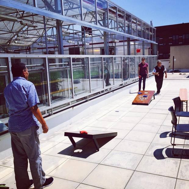 Gotham Greens team plays cornhole Gotham Greens team plays cornhole