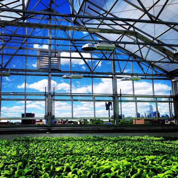 Gotham Greesn greenhouse and city skyline Gotham Greesn greenhouse and city skyline