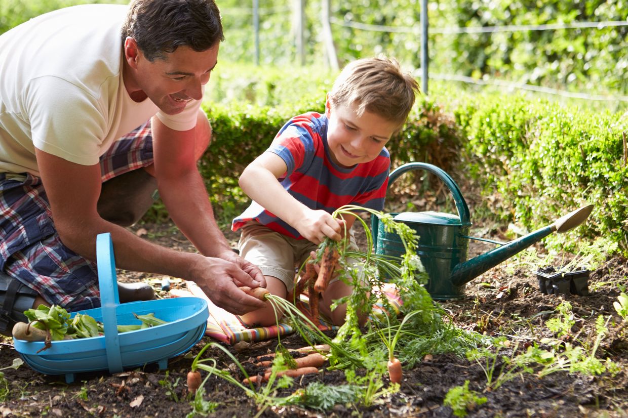 Father and son planting vegetables in the garden Father and son planting vegetables in the garden
