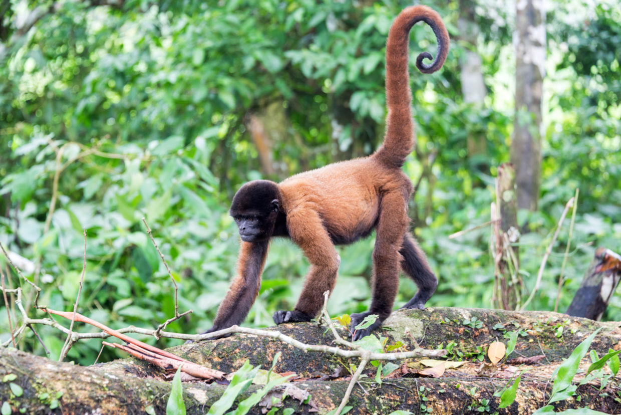 Woolly monkey in the Amazon rain forest near Iquitos, Peru Woolly monkey in the Amazon rain forest near Iquitos, Peru