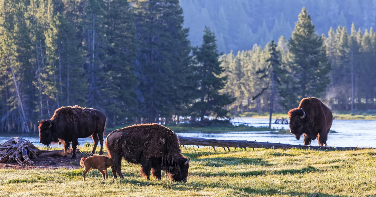 Wild American Bison waking up in Yellowstone National Park, Wyoming Wild American Bison waking up in Yellowstone National Park, Wyoming