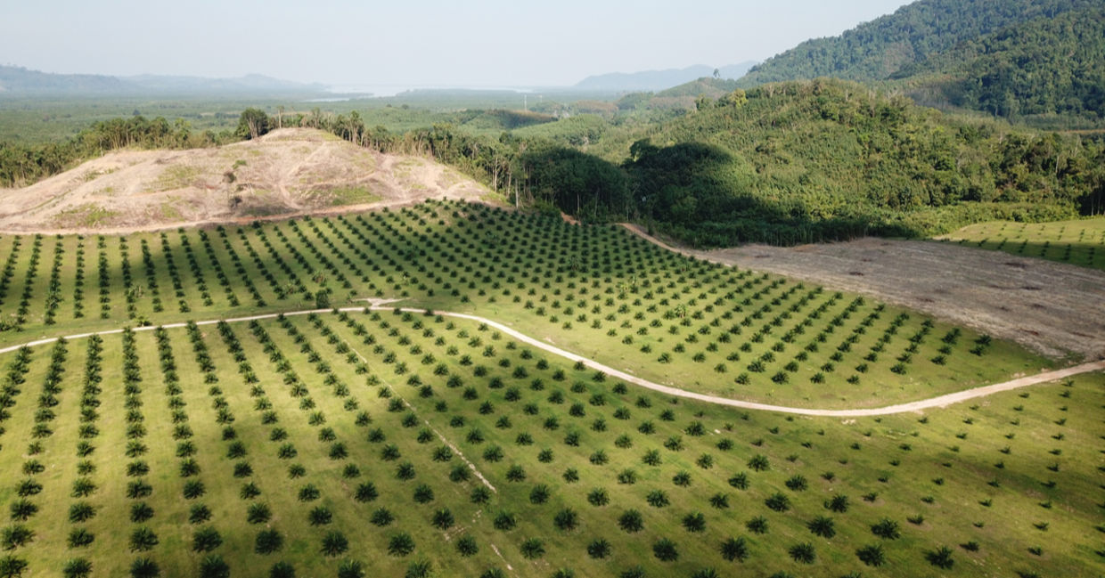 Aerial photo of a palm oil plantation in Southeast Asia Aerial photo of a palm oil plantation in Southeast Asia