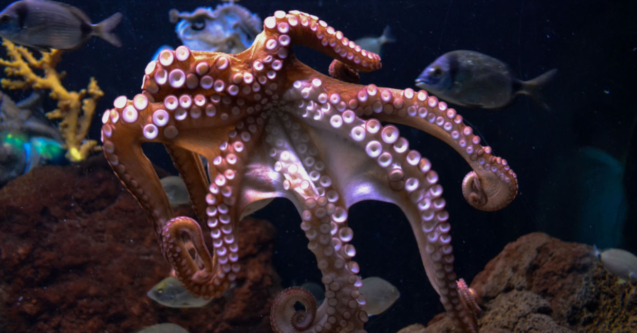 octopus - fun facts about animals. octopus - fun facts about animals.