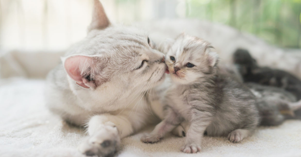 A cat and newborn kitten curl up together A cat and newborn kitten curl up together