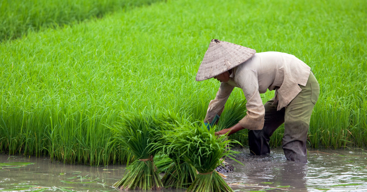 rice paddy rice paddy