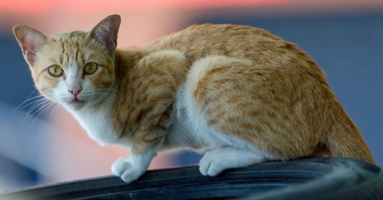 Cute cat Cute cat