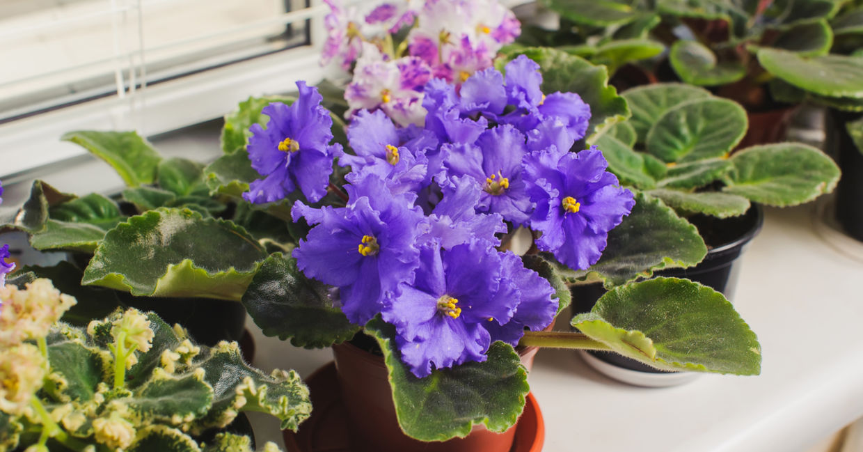 African violet houseplant are safe for dogs. African violet houseplant are safe for dogs.