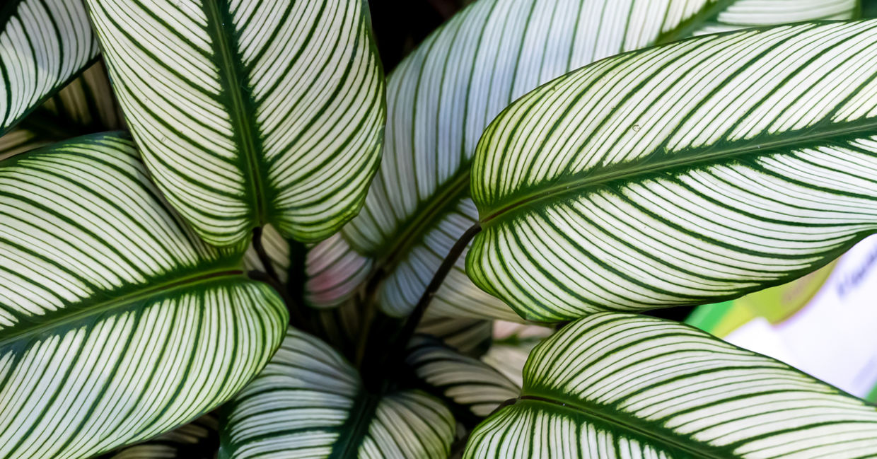 Calathea houseplants are safe for cats. Calathea houseplants are safe for cats.