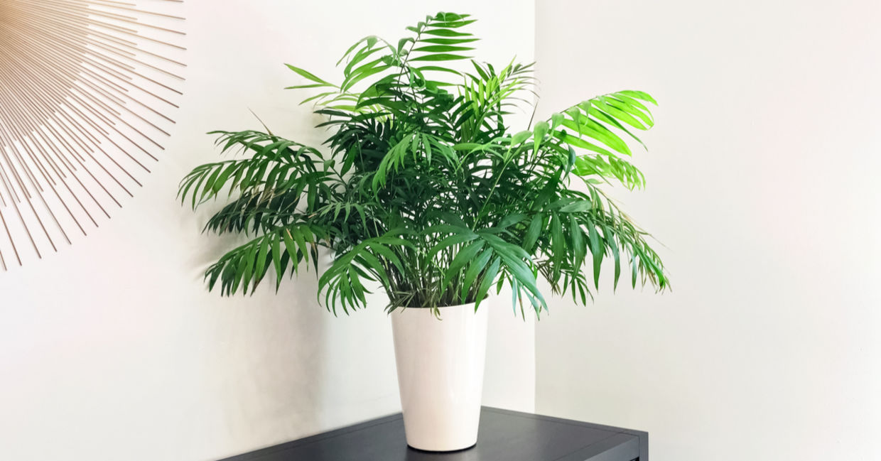 Parlor palm houseplants are safe for dogs. Parlor palm houseplants are safe for dogs.