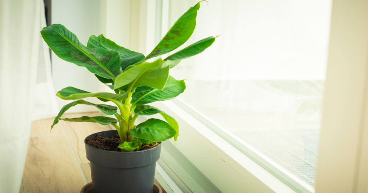 Indoor dwarf banana plants are safe for your dogs. Indoor dwarf banana plants are safe for your dogs.