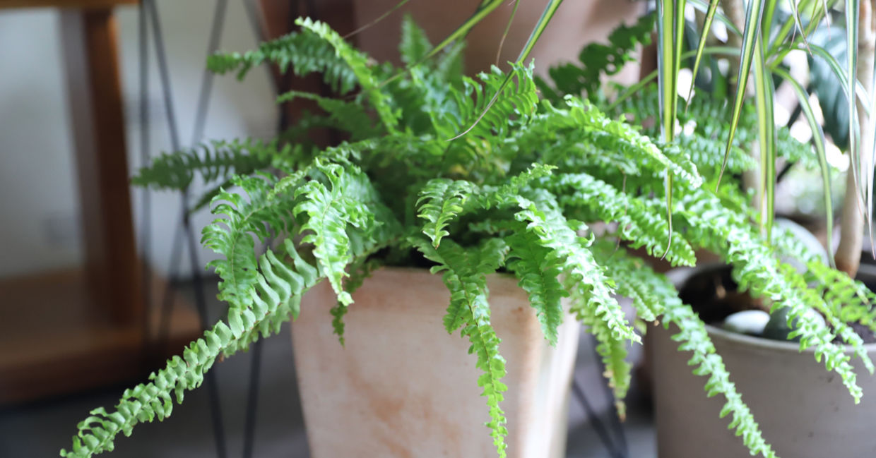 Boston fern houseplants are safe for cats and dogs. Boston fern houseplants are safe for cats and dogs.