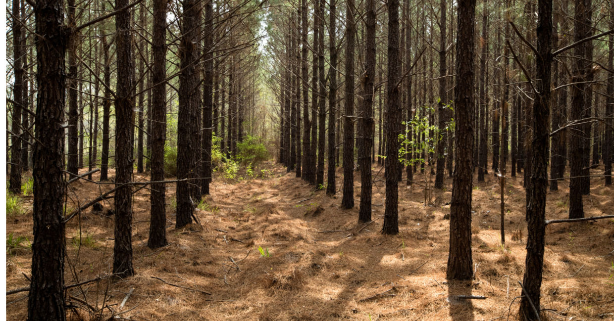 IKEA pine forest in southeast Georgia. IKEA pine forest in southeast Georgia.