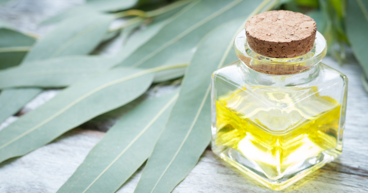 Bottle of eucalyptus essential oil Bottle of eucalyptus essential oil