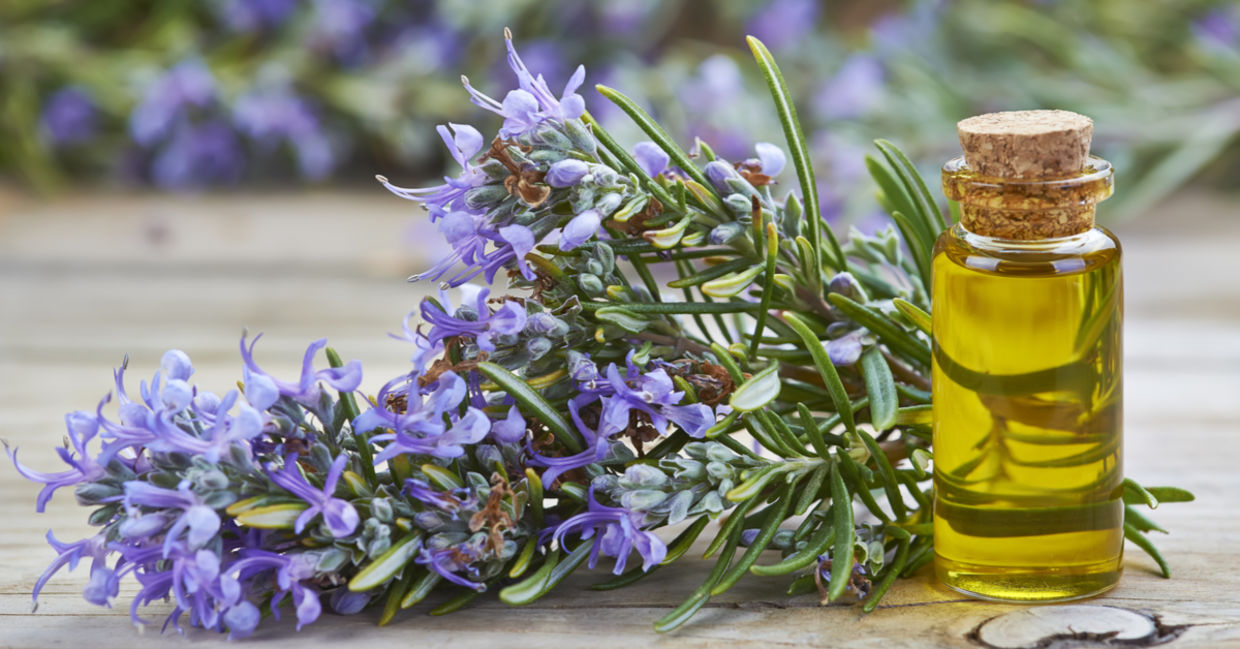 One of the best essential oils for headaches is rosemary. One of the best essential oils for headaches is rosemary.