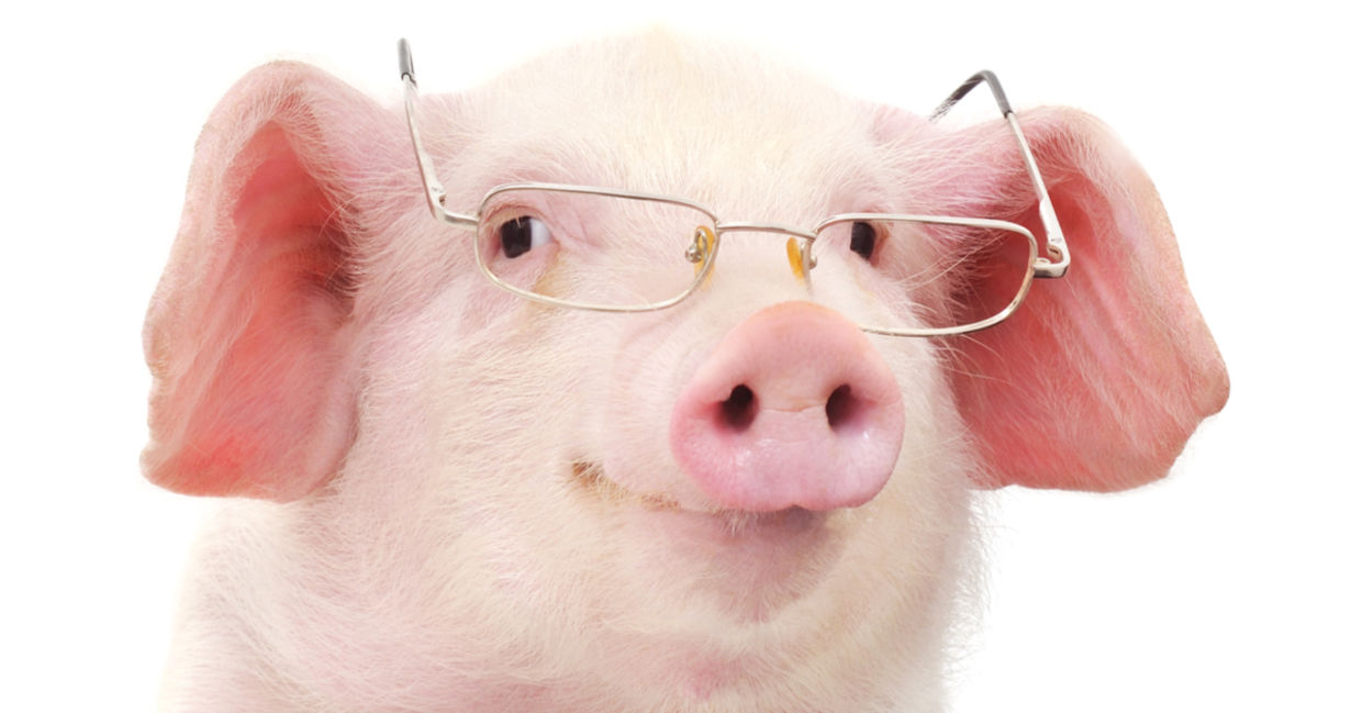 A cute micro pig wearing glasses looks very intelligent! A cute micro pig wearing glasses looks very intelligent!