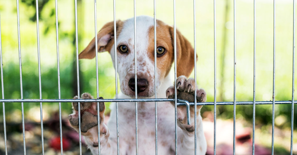 Shelter puppy. Shelter puppy.