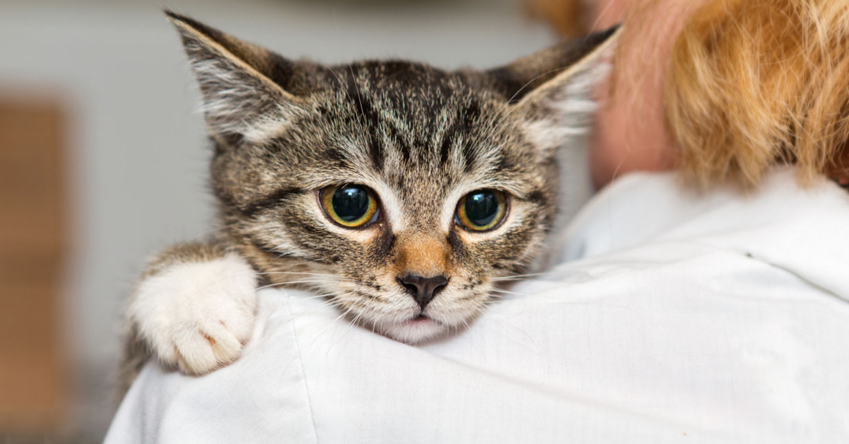 Kitten in shelter Kitten in shelter