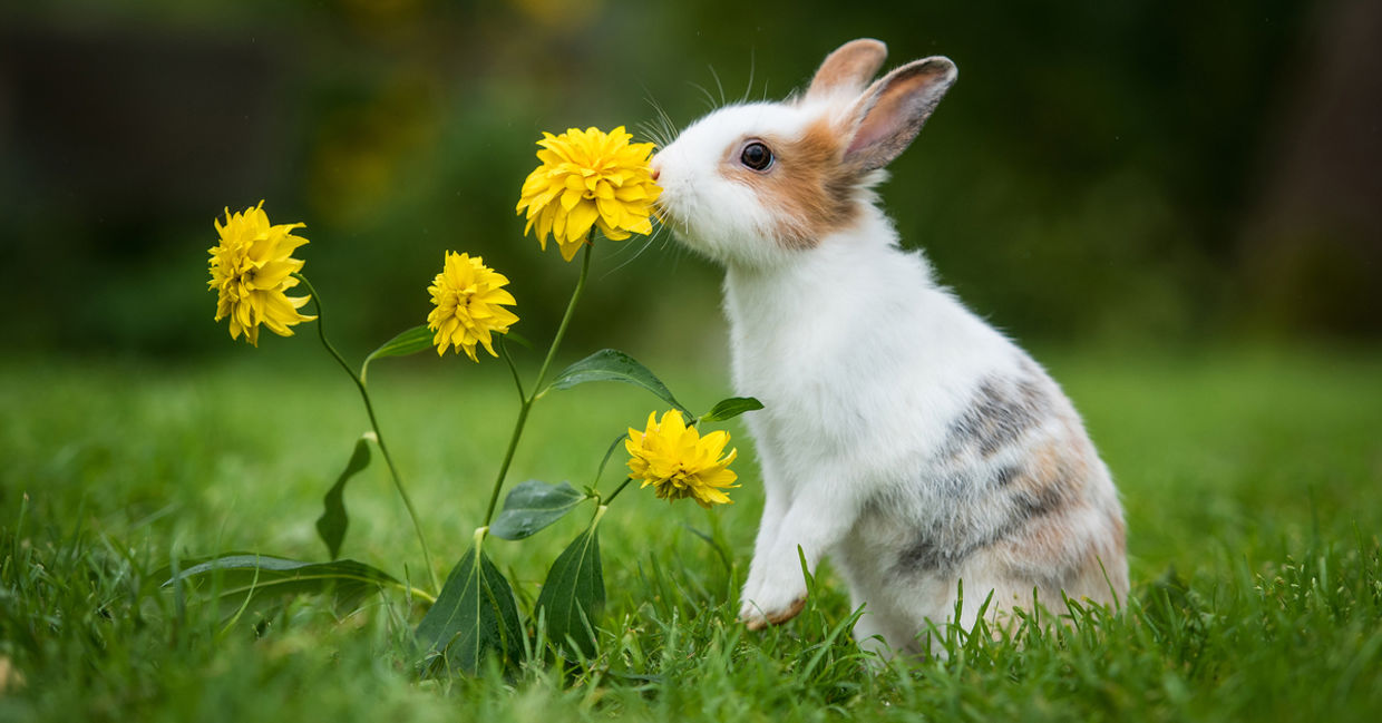 Pet bunny. Pet bunny.