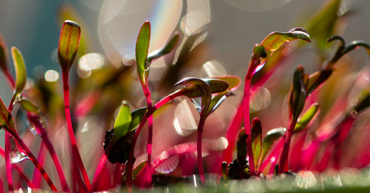 These beet sprouts are full of health benefits. These beet sprouts are full of health benefits.