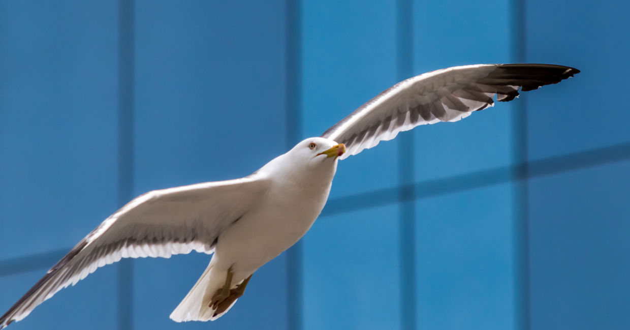 Glass building design tweaks can delight ornithologists, turning any city into a bird sanctuary Glass building design tweaks can delight ornithologists, turning any city into a bird sanctuary