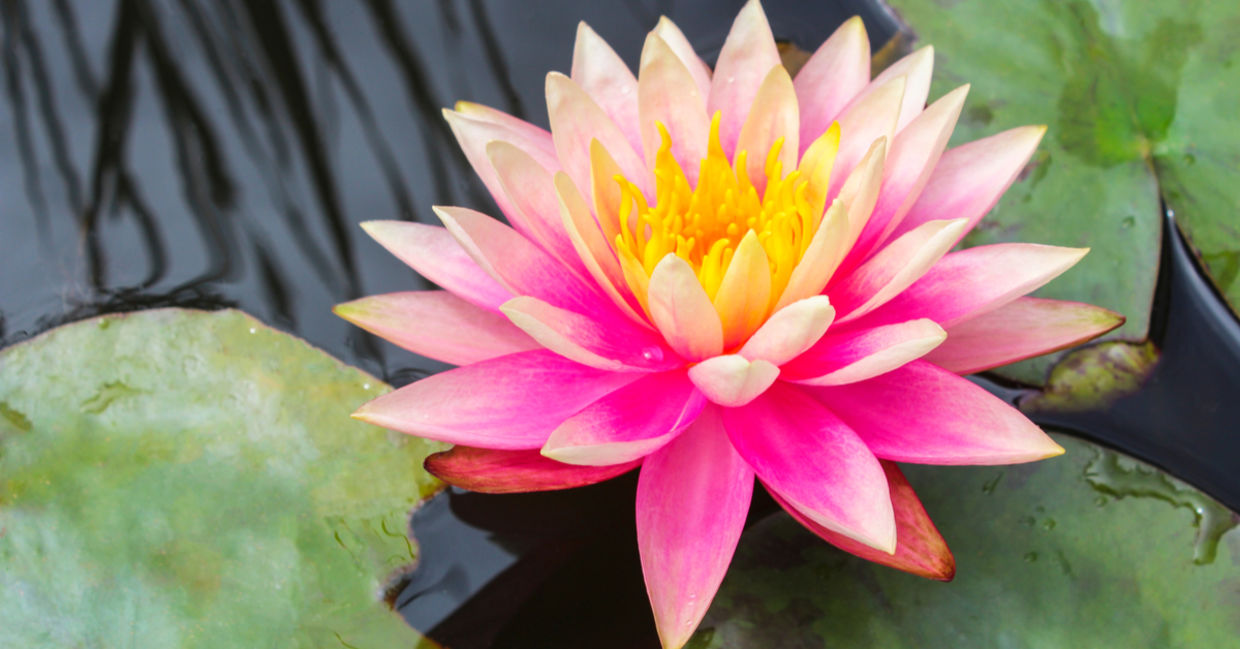 Lotus flower on water to show spiritual awakening Lotus flower on water to show spiritual awakening