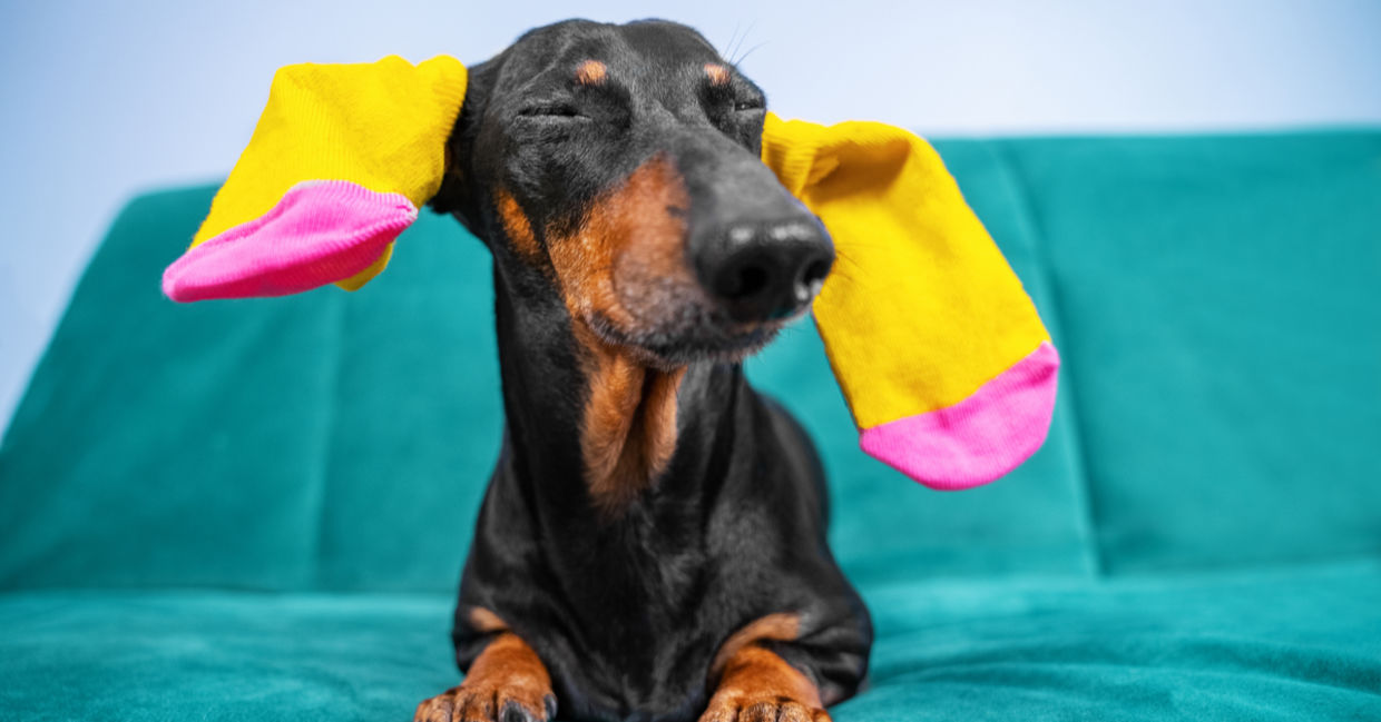 Dog wearing socks Dog wearing socks