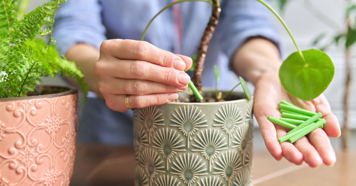 Plants need fertilizer in the spring. Plants need fertilizer in the spring.