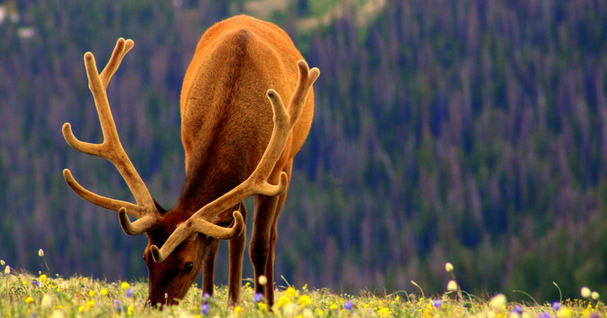 Elk grazing Elk grazing