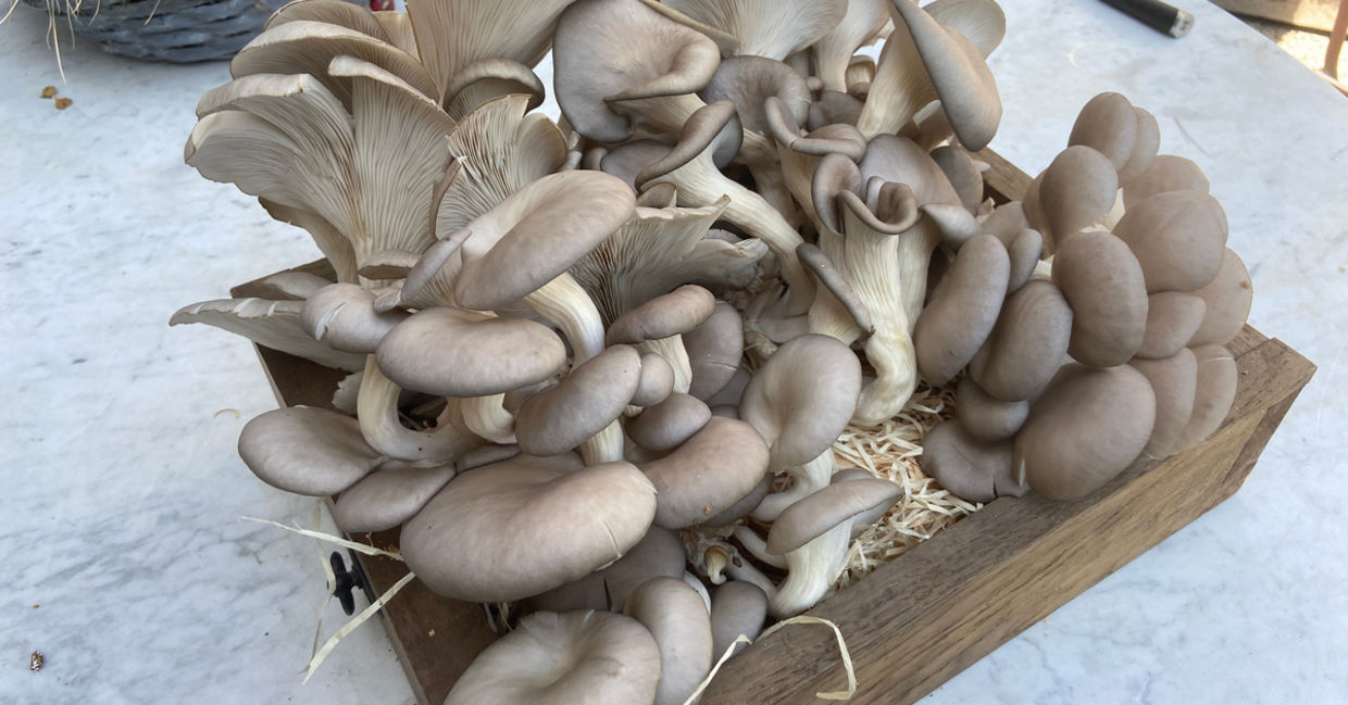 Growing mushrooms in coffee grounds. Growing mushrooms in coffee grounds.
