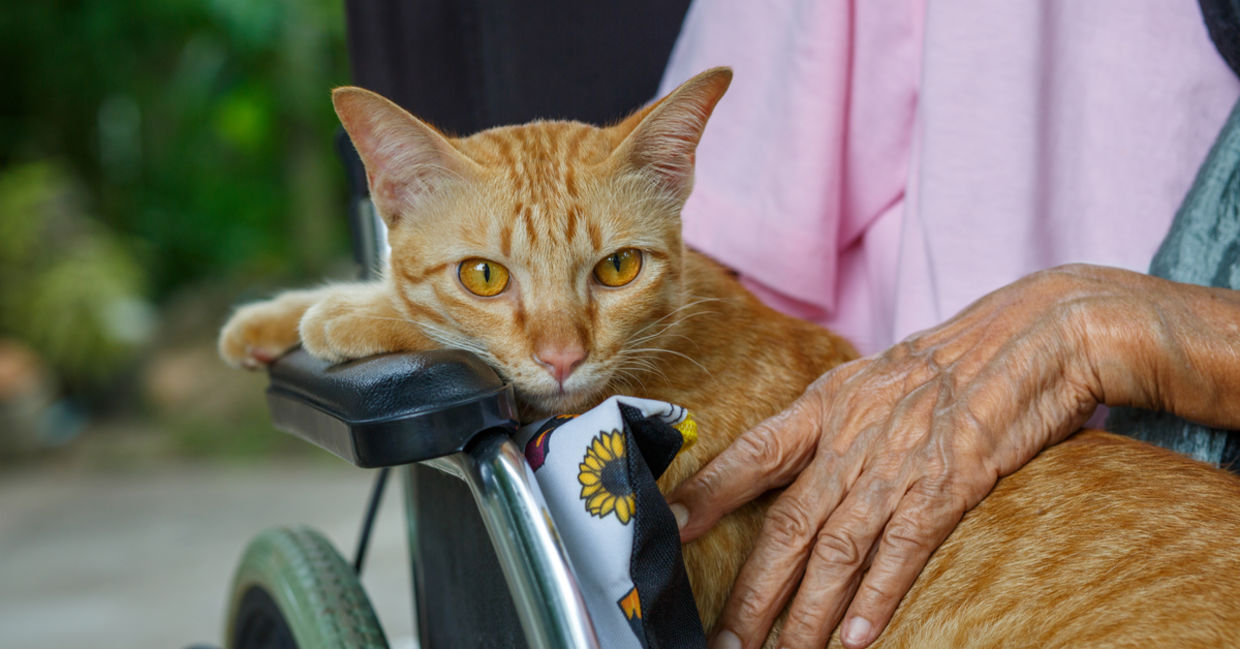 Pet therapy. Pet therapy.