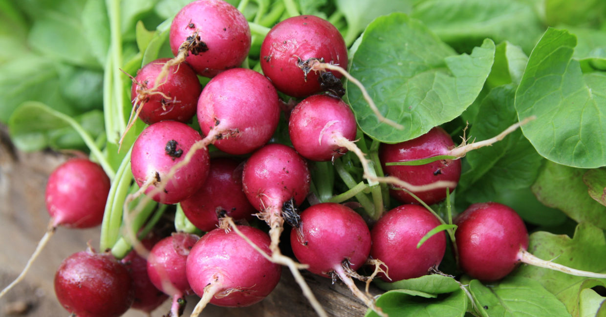 Red globe radishes are very healthy. Red globe radishes are very healthy.
