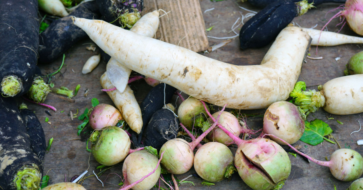 Varieties of radishes including the Japanese daikon. Varieties of radishes including the Japanese daikon.