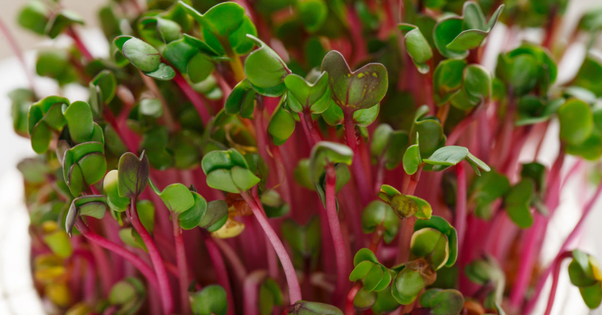 Radish micro-greens may prevent some cancers. Radish micro-greens may prevent some cancers.
