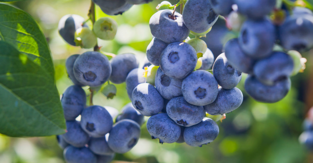 Blueberries are a Superfood. Blueberries are a Superfood.