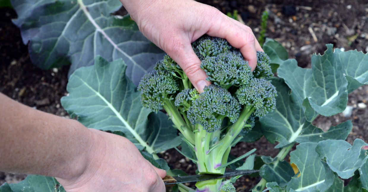 Broccoli is a great winter vegetable Broccoli is a great winter vegetable
