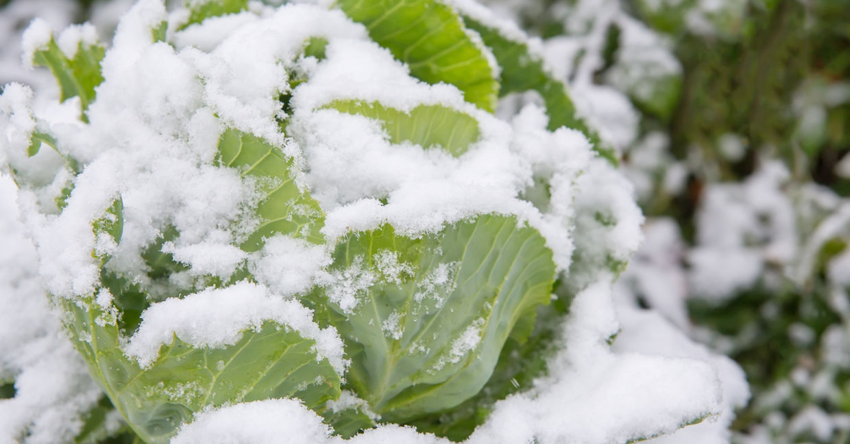 Cabbage is a great winter vegetable Cabbage is a great winter vegetable