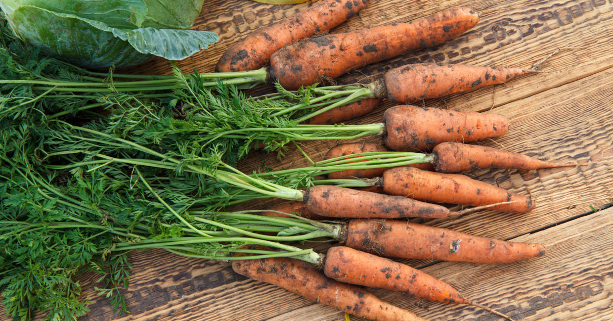 Carrots are a great winter vegetable to grow Carrots are a great winter vegetable to grow