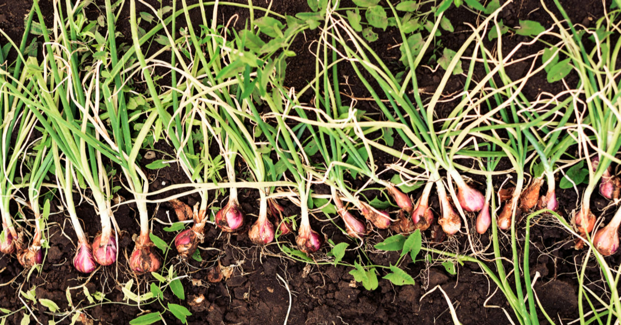 Onions are a fantastic winter vegetable Onions are a fantastic winter vegetable