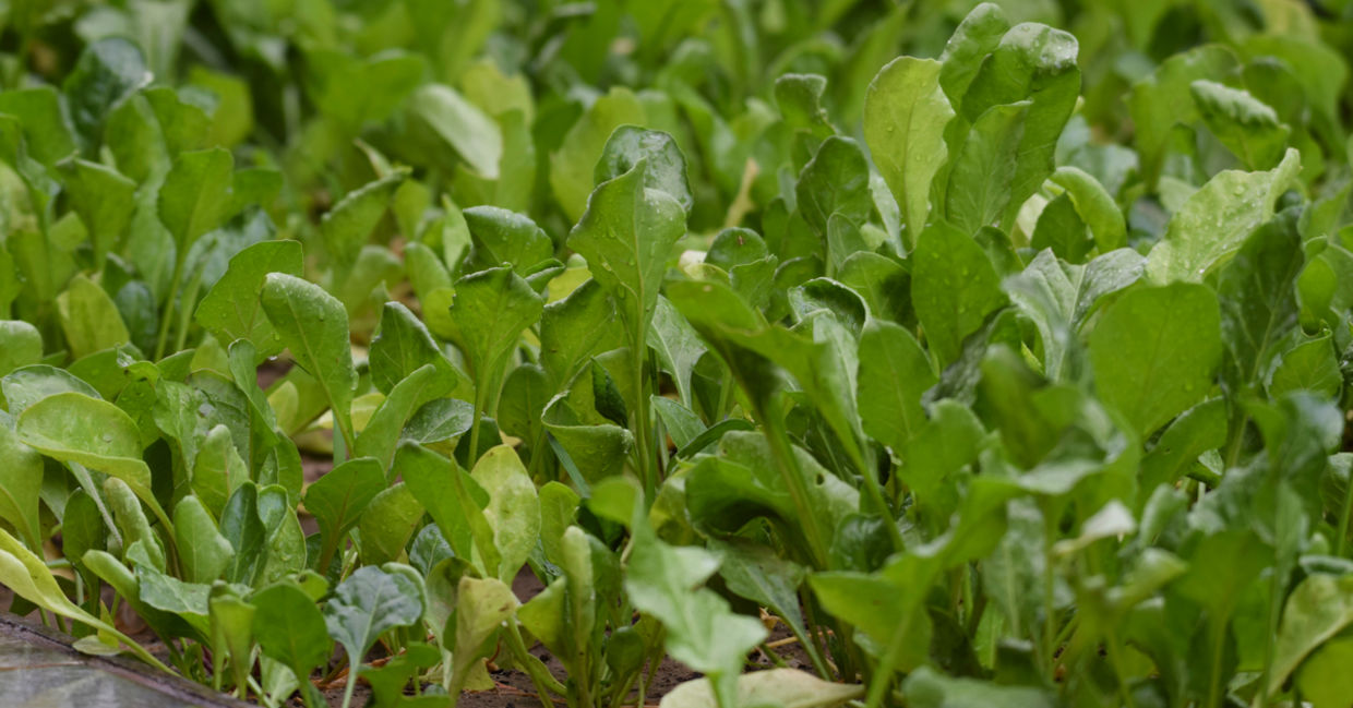 Spinach is a great winter vegetable for the garden Spinach is a great winter vegetable for the garden